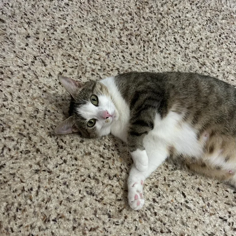 An adult medium-sized female Domestic Short Hair cat named Jana Lee for adoption in Rochester, NY