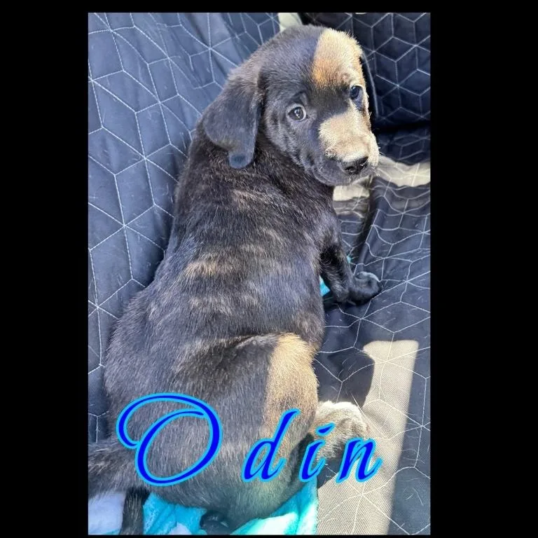 Odin thumbnail 2