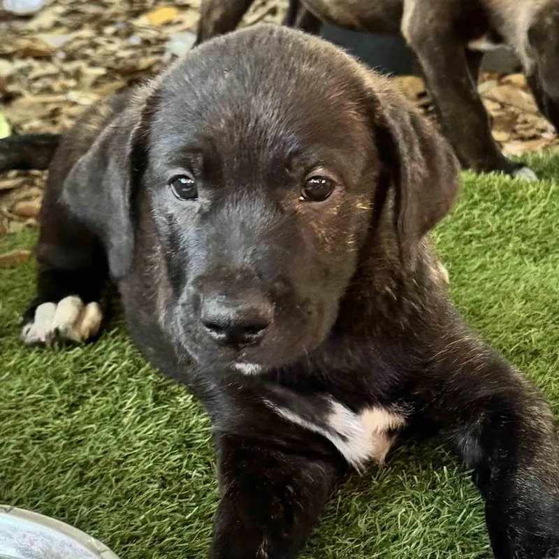 Odin