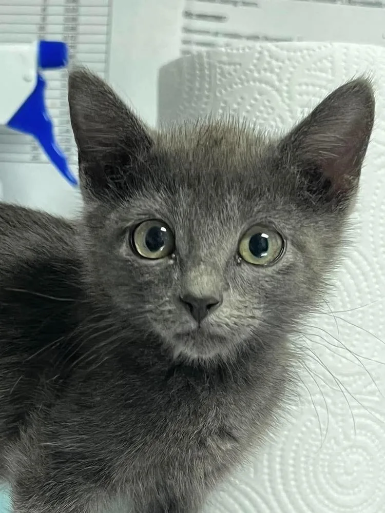 A baby medium-sized female Domestic Short Hair cat named Buttercup for adoption in Bolivar, MO