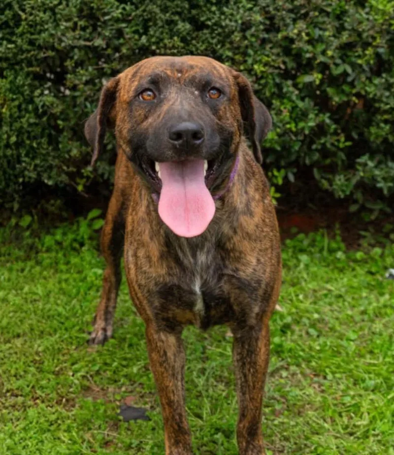A young large-sized female Black Mouth Cur dog named Foxy for adoption in North Syracuse, NY