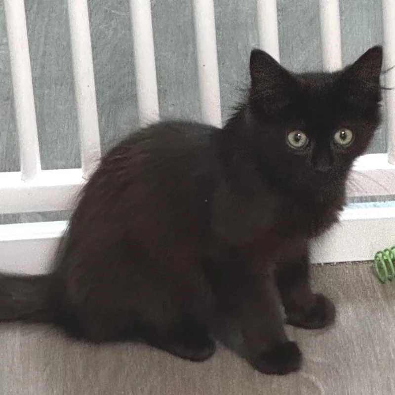 A baby small-sized male Black Domestic Medium Hair cat named Garcia for adoption in Goshen, IN