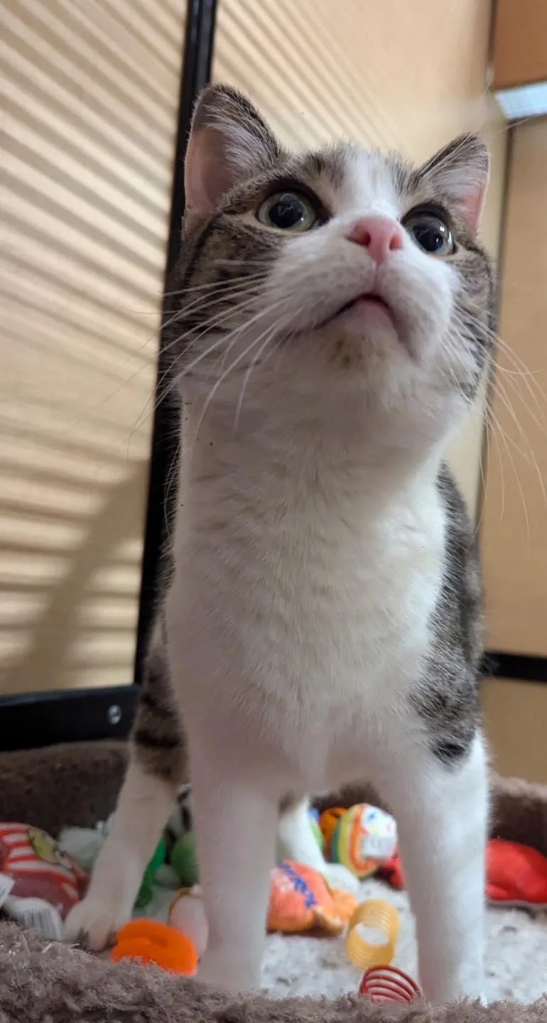 Sweetie Pie thumbnail 2