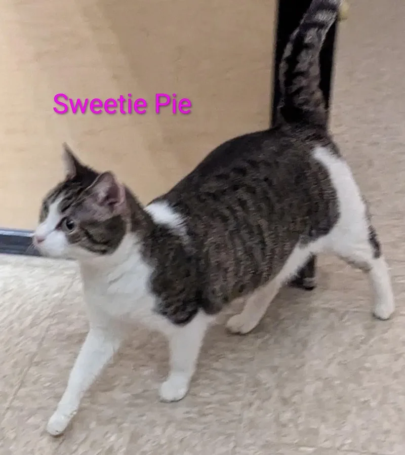 Sweetie Pie thumbnail 5
