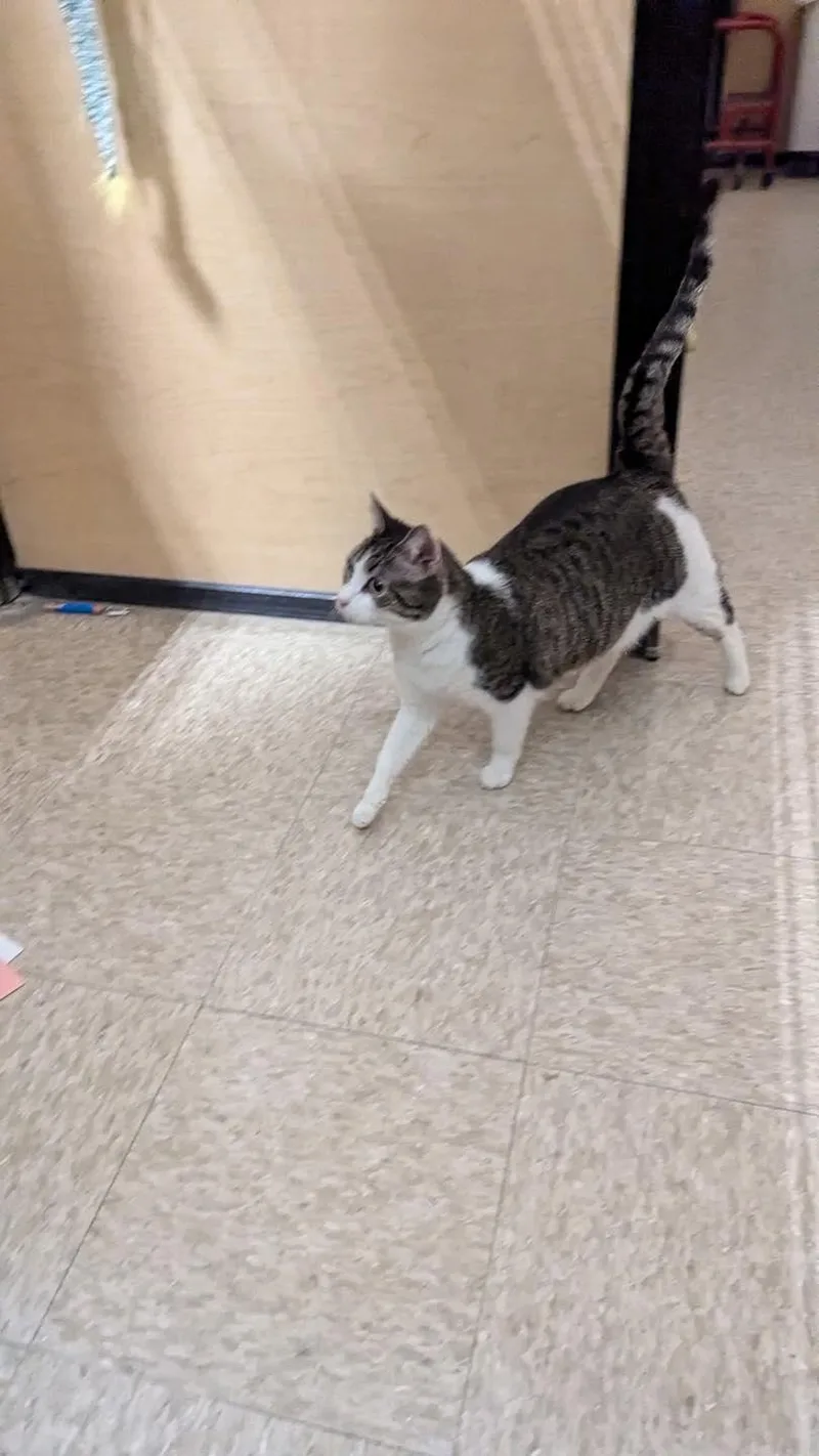 Sweetie Pie thumbnail 6