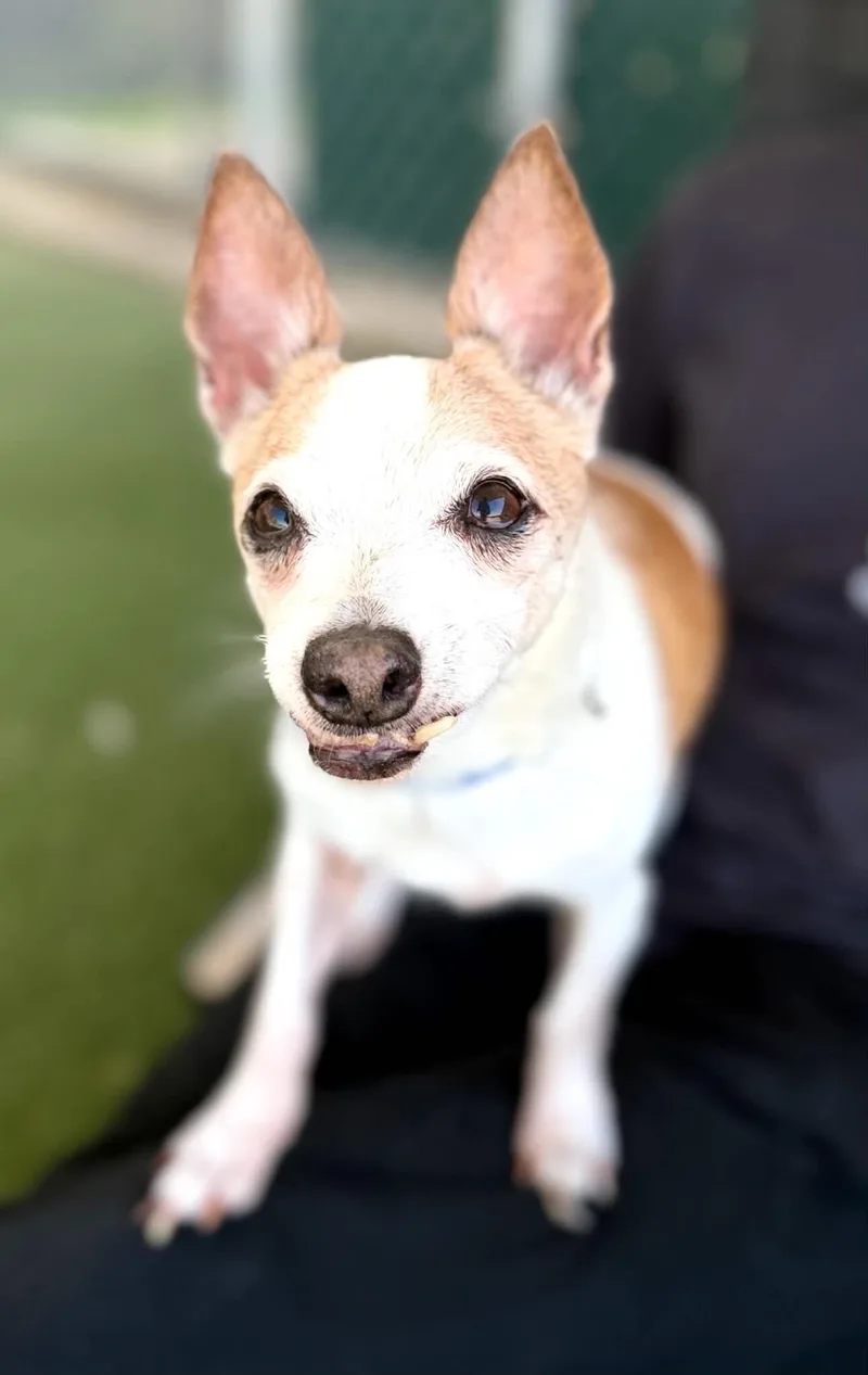An adult medium-sized male White / Cream Chihuahua dog named Jake for adoption in Fruit Heights, UT
