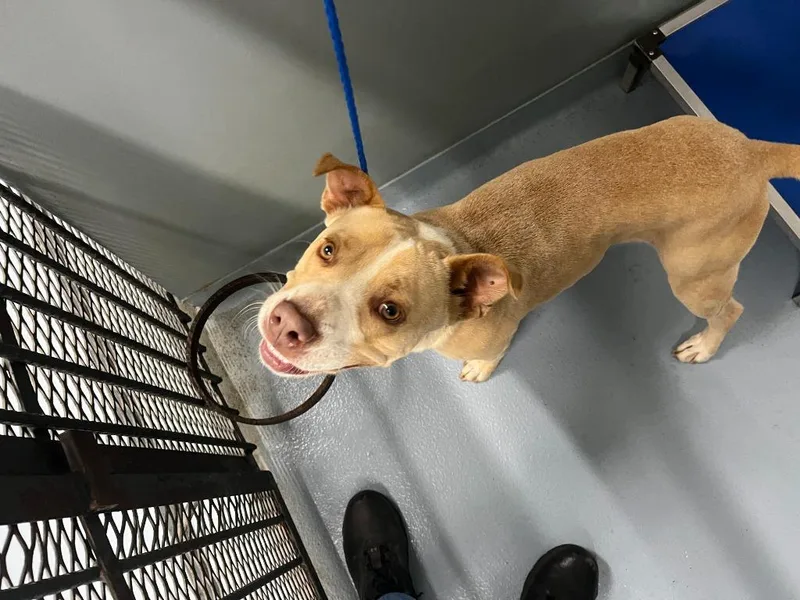 A young medium-sized male Pit Bull Terrier dog named Sealy for adoption in Cartersville , GA