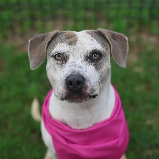 A young medium-sized female Staffordshire Bull Terrier dog named Rosita for adoption in San Antonio, TX