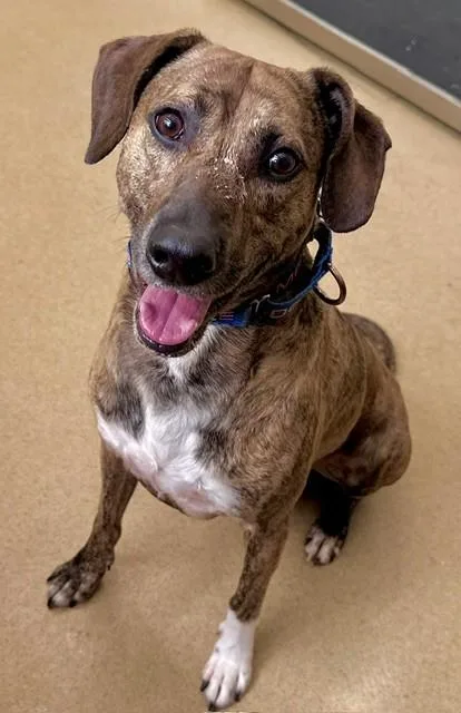 An adult medium-sized male Plott Hound dog named Twix for adoption in Derwood, MD