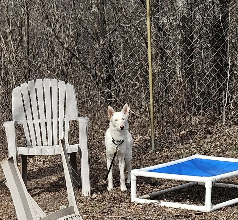 A young medium-sized female White / Cream Shepherd dog named Princess Theai for adoption in Anoka, MN