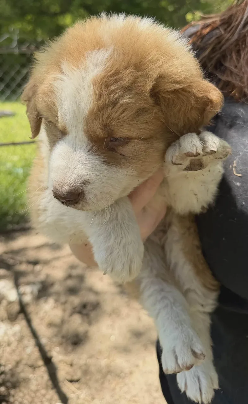 A baby medium-sized male Apricot / Beige Border Collie dog named Link for adoption in Hamilton , NJ