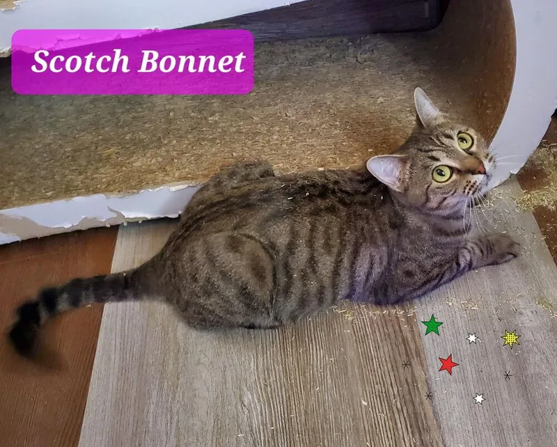 Scotch Bonnet thumbnail 2