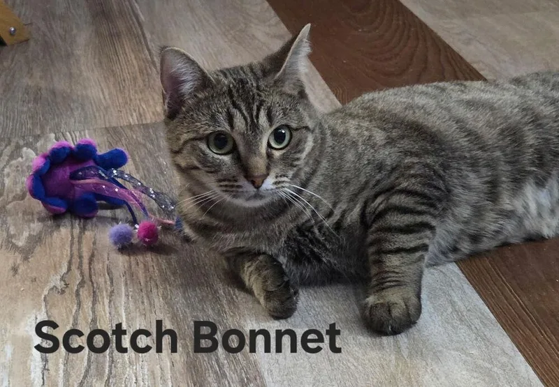 Scotch Bonnet thumbnail 3