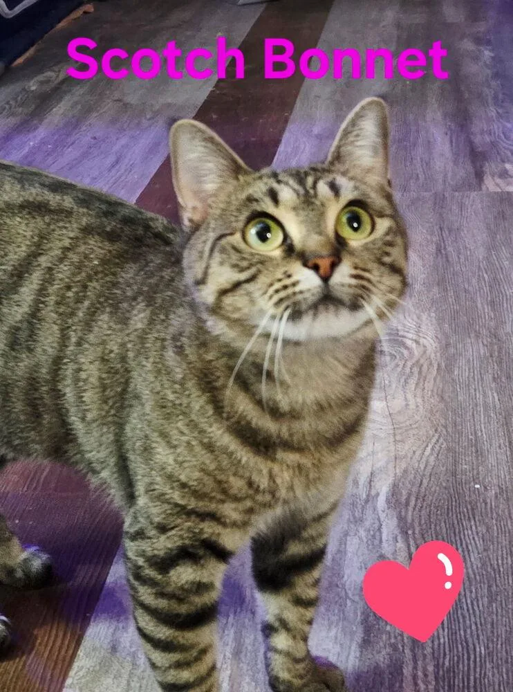 Scotch Bonnet thumbnail 4