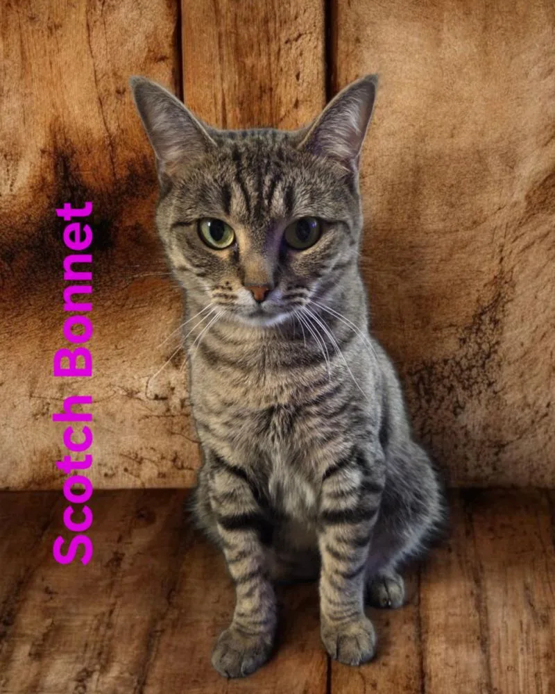 Scotch Bonnet thumbnail 5