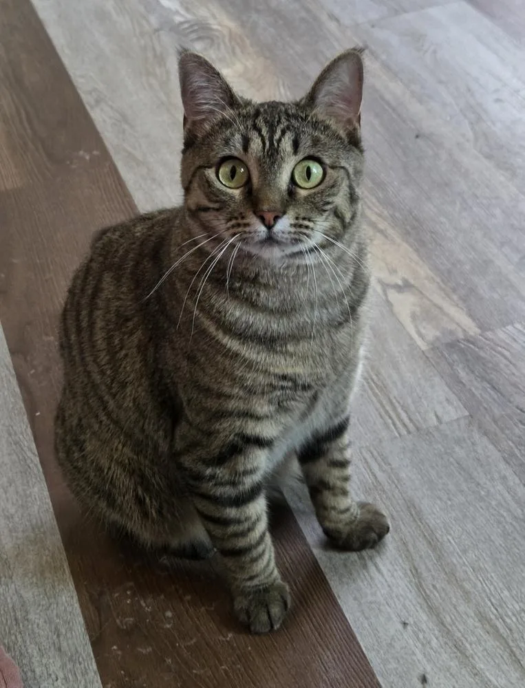 Scotch Bonnet thumbnail 6