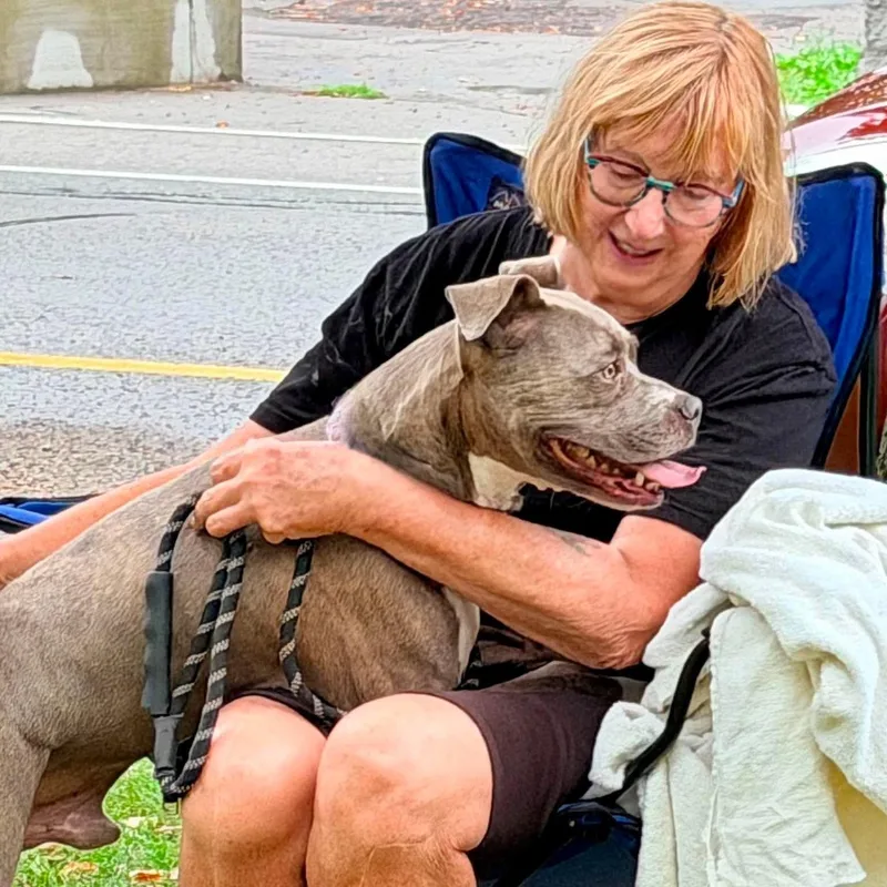 An adult medium-sized male Gray / Blue / Silver Pit Bull Terrier dog named Sorkin for adoption in Buffalo, NY
