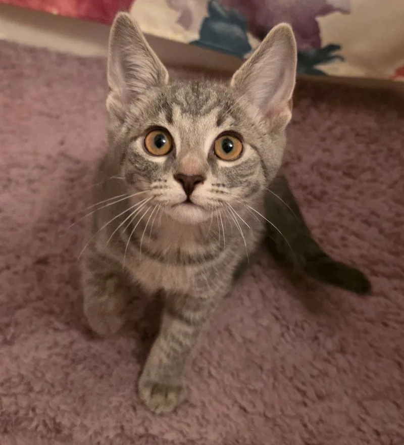 Fajita