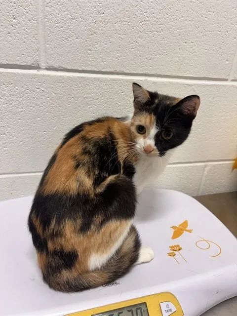 A young medium-sized female Domestic Short Hair cat named Ashley for adoption in Upper Marlboro, MD