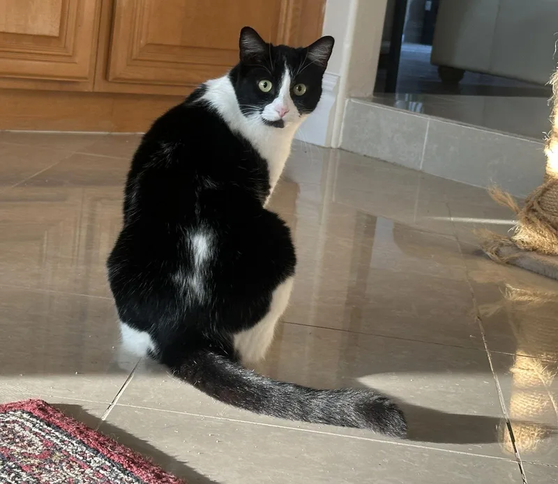 Apple Crumble thumbnail 2