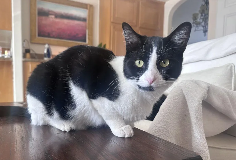 Apple Crumble thumbnail 3