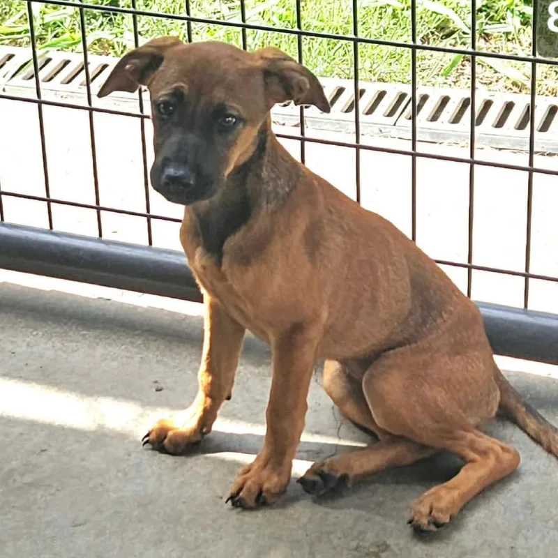 A baby medium-sized female Brown / Chocolate Cairn Terrier dog named Flossie for adoption in Kansas City, MO