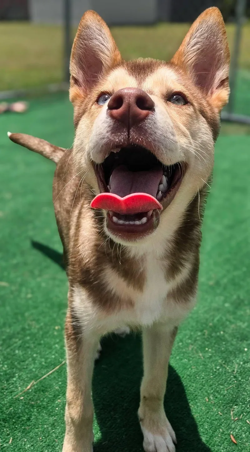 A baby medium-sized male Husky dog named Roscoe for adoption in Gainesville, TX