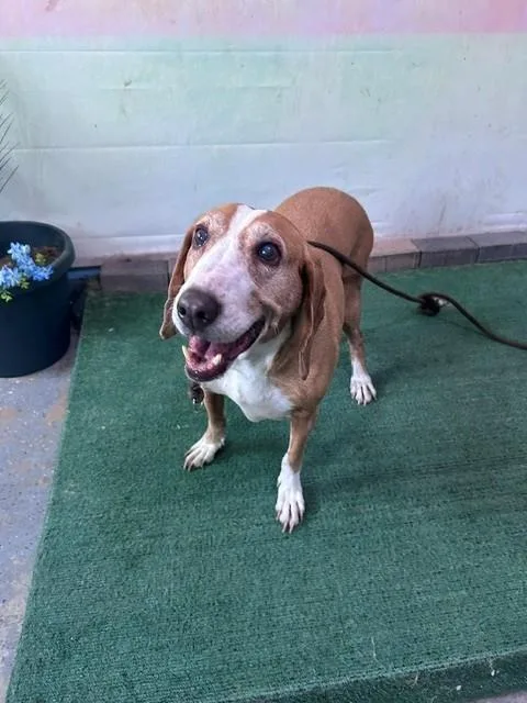 An adult medium-sized female Beagle dog named Gia for adoption in Baldwin Park, CA