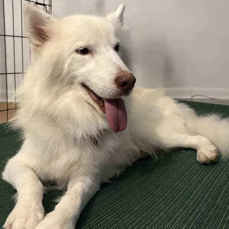 An adult medium-sized male White / Cream Husky dog named Breezy for adoption in Wilmington, DE