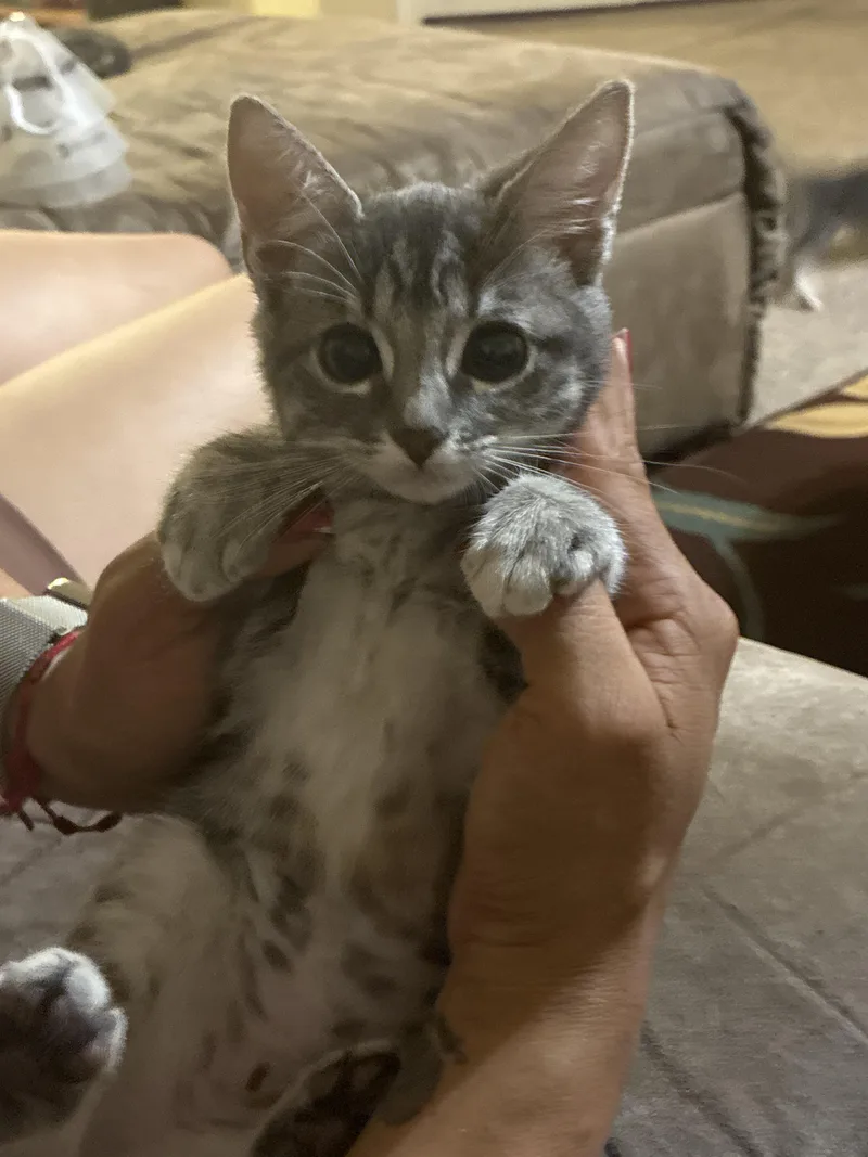 A baby small-sized female Domestic Short Hair cat named CocaCola for adoption in Tracy, CA