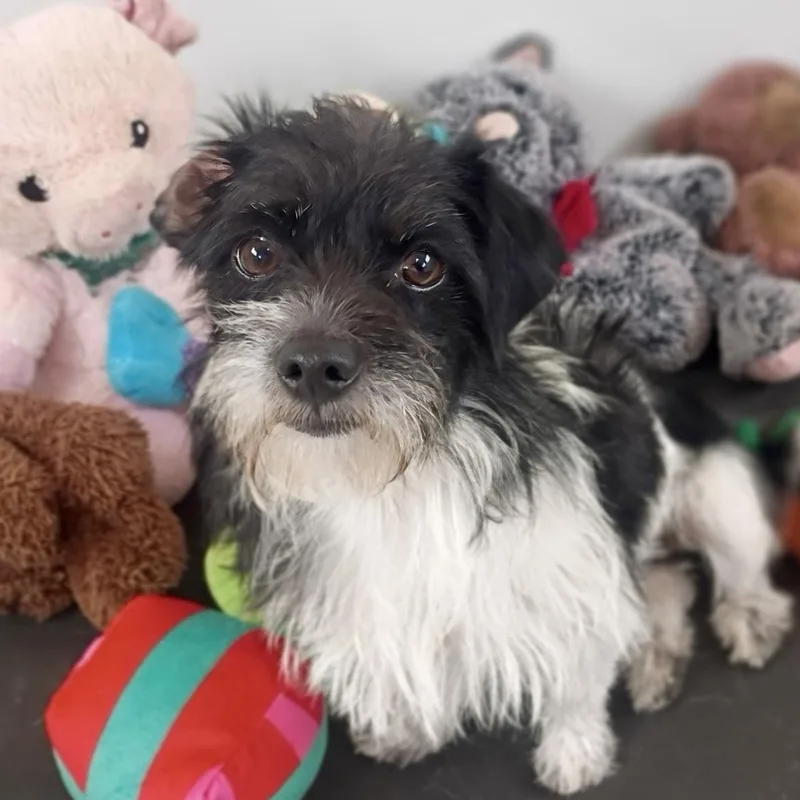 Meet Callie: The Cutest thumbnail 2