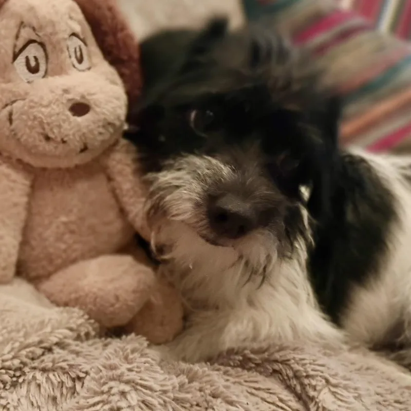 Meet Callie: The Cutest thumbnail 3