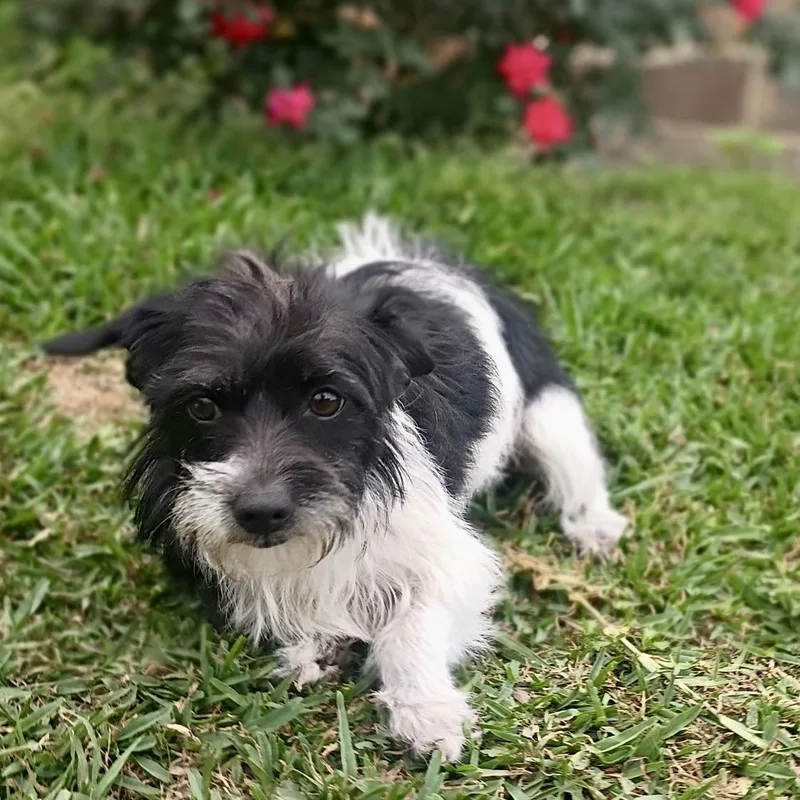 Meet Callie: The Cutest thumbnail 4