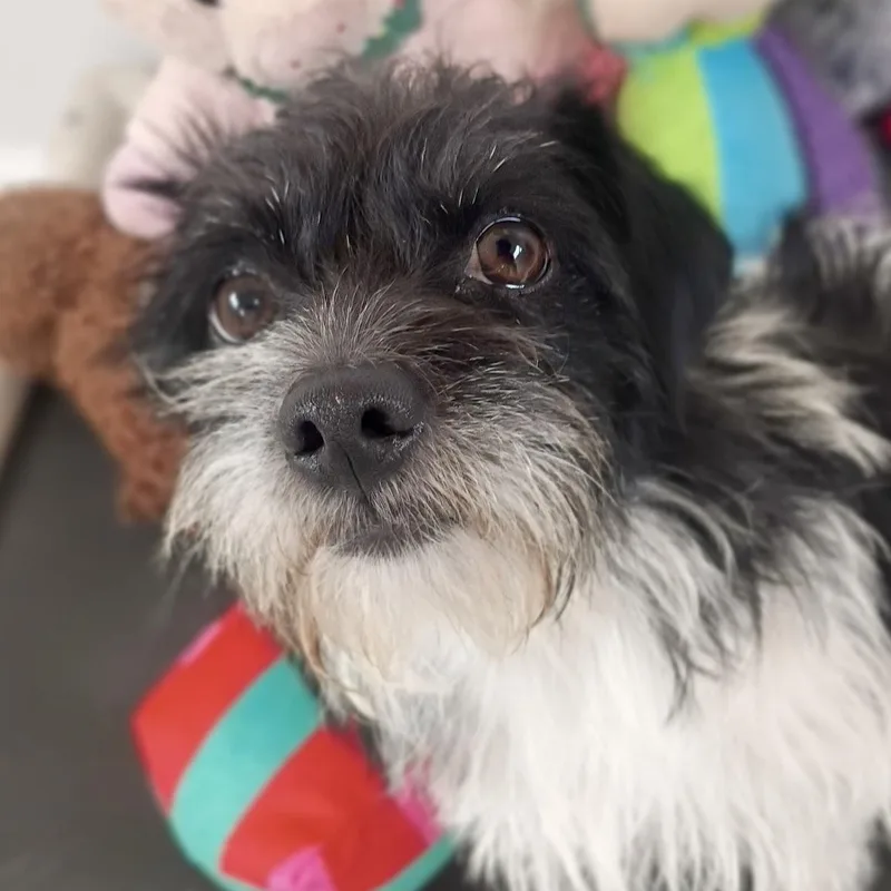 Meet Callie: The Cutest thumbnail 5