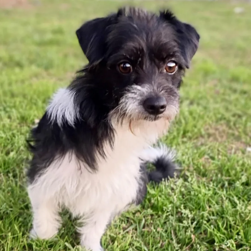 Meet Callie: The Cutest