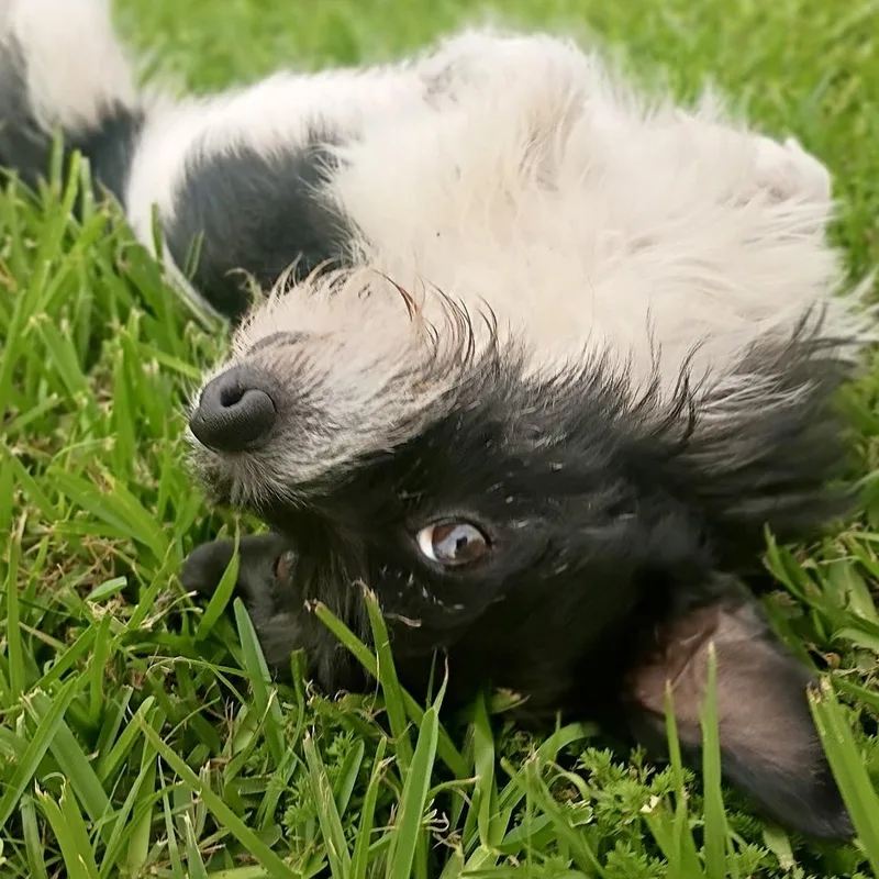 Meet Callie: The Cutest thumbnail 6