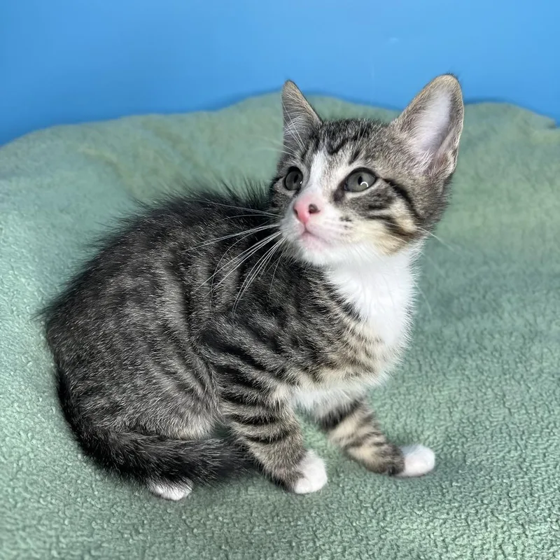 A baby small-sized male Brown / Chocolate Domestic Short Hair cat named Altair for adoption in San Antonio, TX