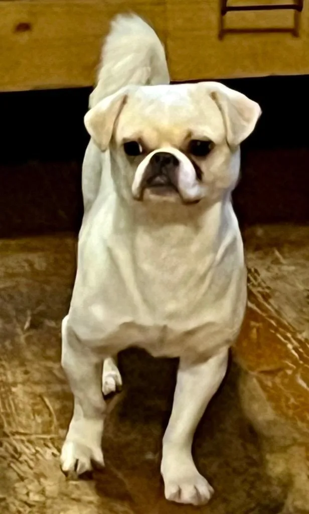 An adult small-sized male Japanese Chin dog named Duff for adoption in Crossville, TN