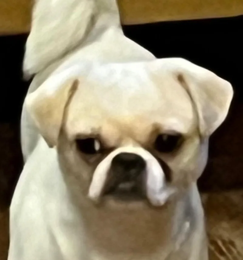 Duff thumbnail 4