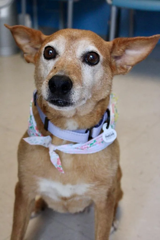 An adult medium-sized female Terrier dog named Trixie for adoption in Morgantown, KY