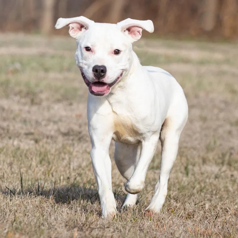 An adult medium-sized male White / Cream Pit Bull Terrier dog named Adam for adoption in Henderson, KY