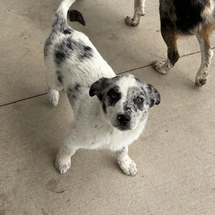 A baby small-sized female Australian Cattle Dog / Blue Heeler dog named Fluffy for adoption in Normal, IL