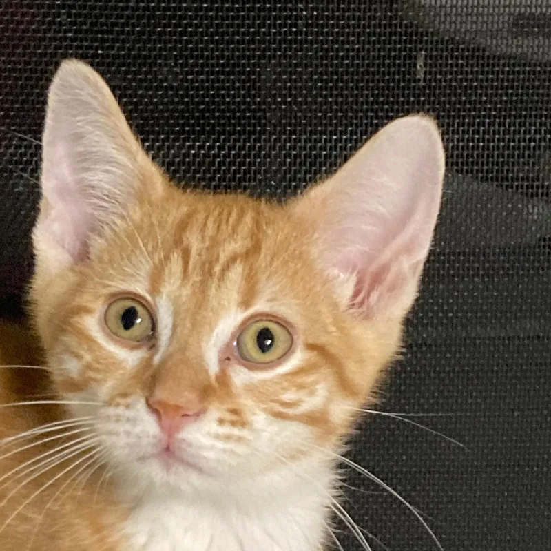 A baby large-sized male Orange & White Domestic Short Hair cat named Curry for adoption in Watkinsville, GA