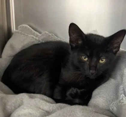 A baby small-sized male Domestic Short Hair cat named Snap for adoption in Longmont, CO