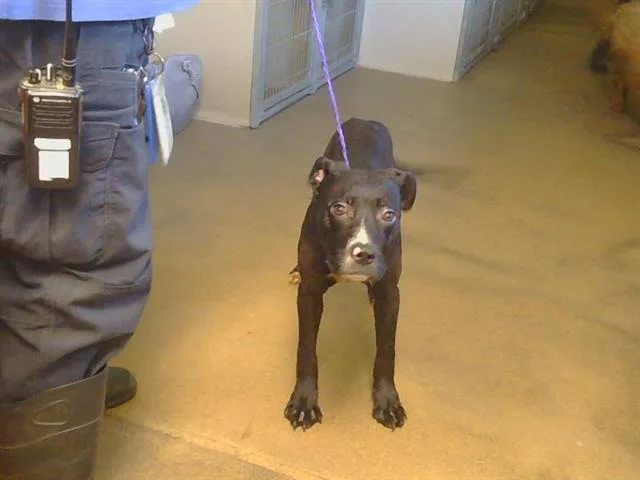 A young medium-sized male Pit Bull Terrier dog named Bodhi for adoption in Sacramento, CA