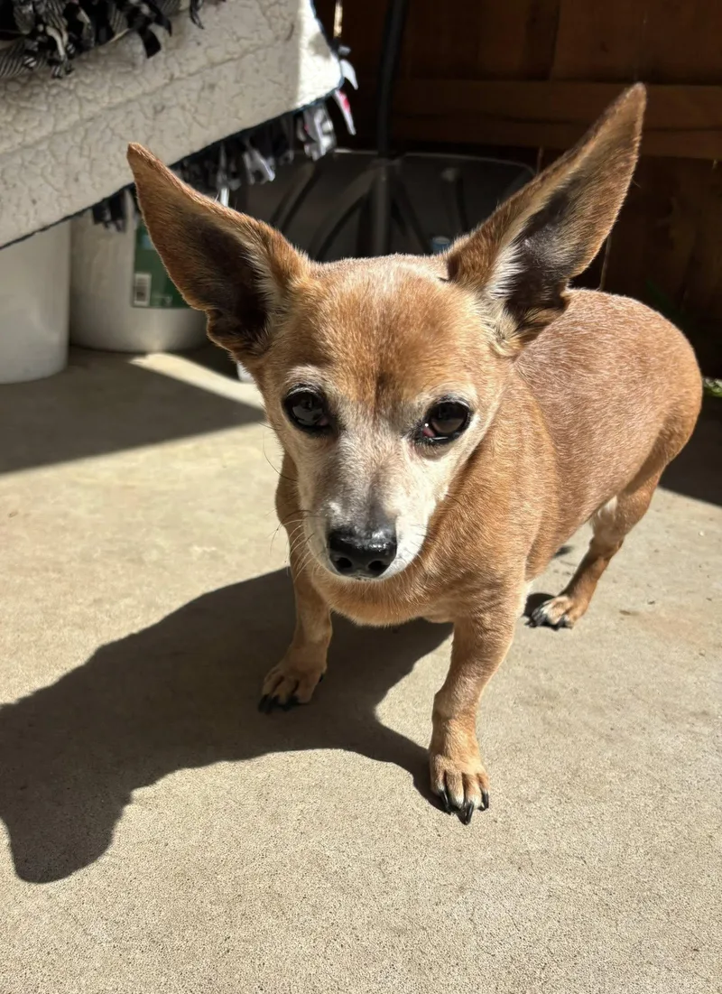 A senior small-sized female Chihuahua dog named Yoda for adoption in Independence, MO