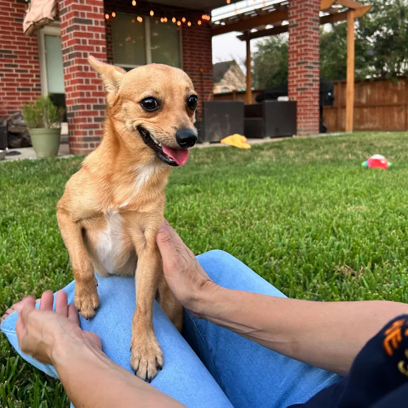 A young small-sized male Golden Chihuahua dog named Cujo for adoption in Manvel, TX