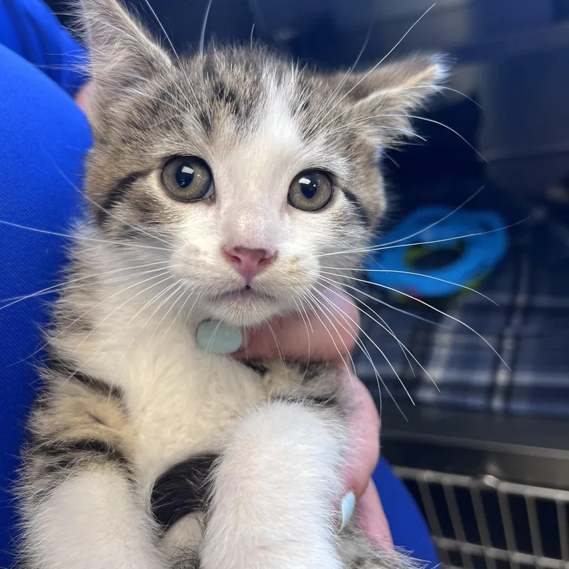 A baby medium-sized male Buff & White Domestic Short Hair cat named Stevie for adoption in Liberty, MO