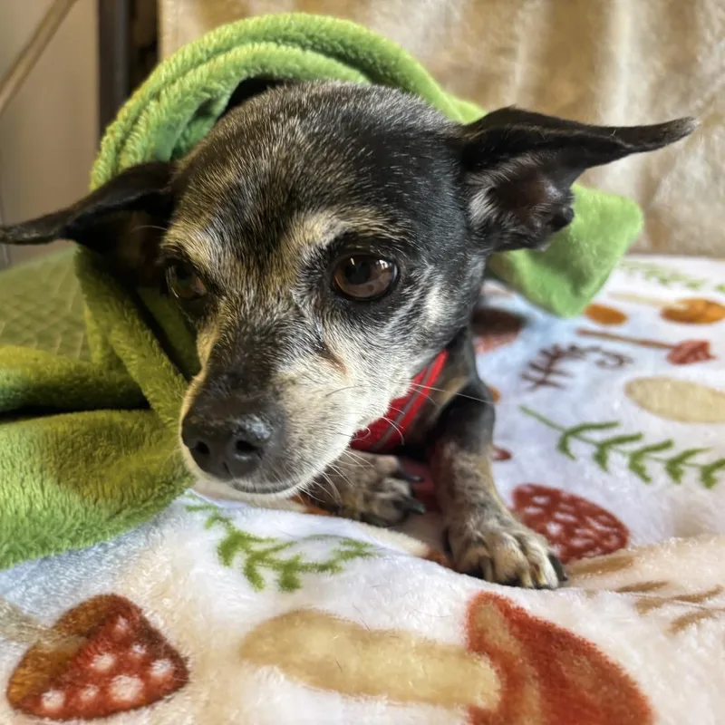 A senior small-sized female Black Chihuahua dog named Banana Mania for adoption in San Francisco, CA