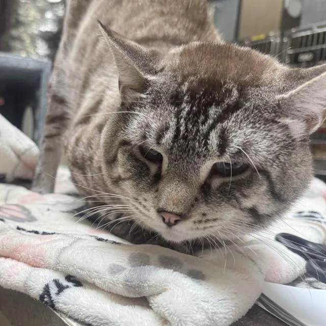 An adult medium-sized male Domestic Short Hair cat named Caspurr for adoption in Pueblo, CO
